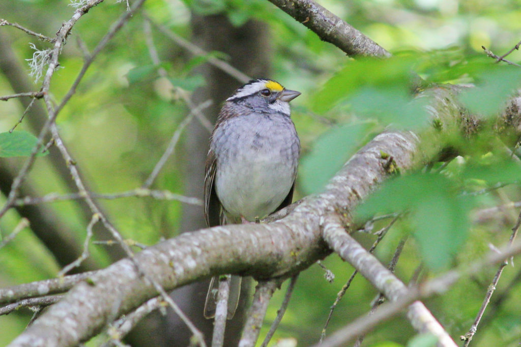 Sonoma County Birding: Santa Rosa Creek Trail | I'm Birding Right Now